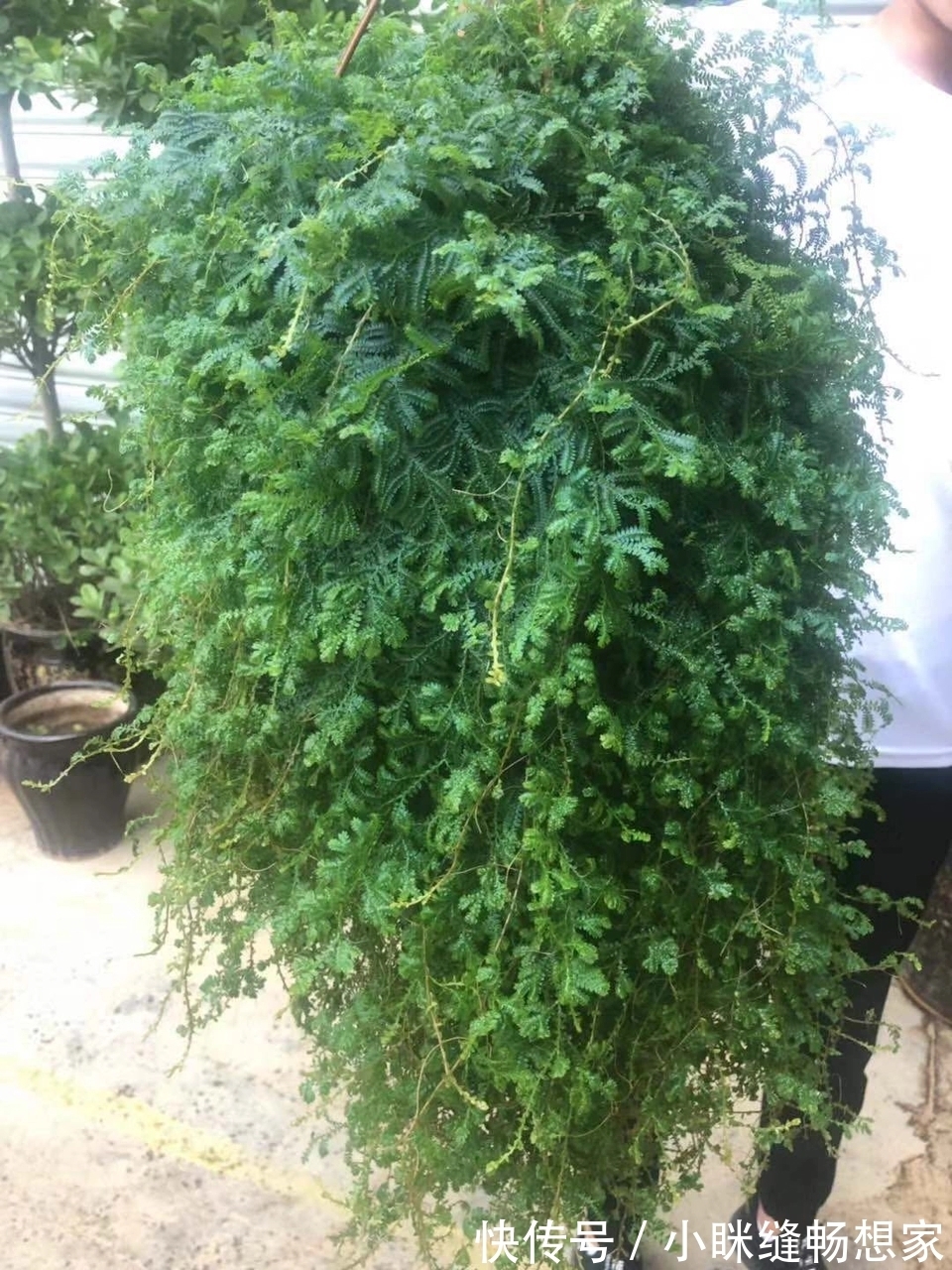 养烦了绿萝吊兰何不养一盆翠云草，喷喷水就能爆盆成瀑布