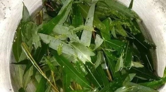 养花|自制养花杀菌水,7天浇一勺,花不生虫不烂根