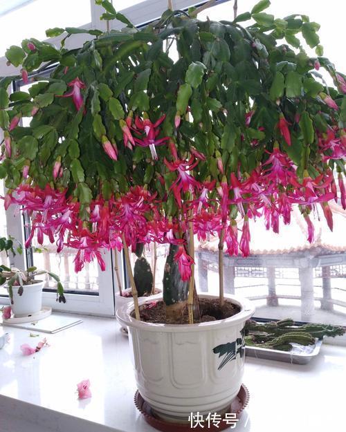 仙人掌嫁接蟹爪兰,加速开花进程,一年开成“大瀑布”,太漂亮了