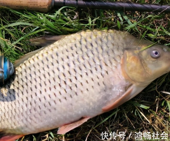 诀窍|钓鲤鱼的四个诀窍与自制鲤鱼饵的方法,效果非常显著