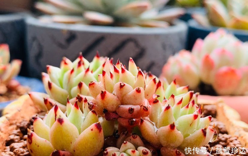 养花浇水,这4个错别犯,否则养啥花都黄叶、烂根,学会一生受用