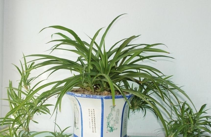 卫生间养三耐阴花,清新空气易疯长,让室内更有生机