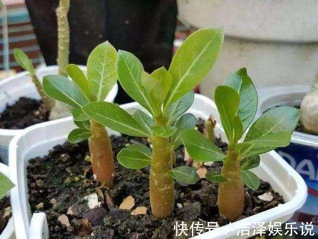 植株|家庭养花如何浇水注意3个“细节”,根系壮,开花多,植株旺