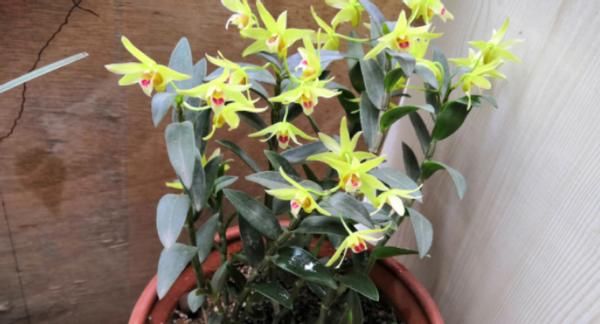 养花经验分享：豆饼、黄豆制成肥料期间，该注意哪些细节？