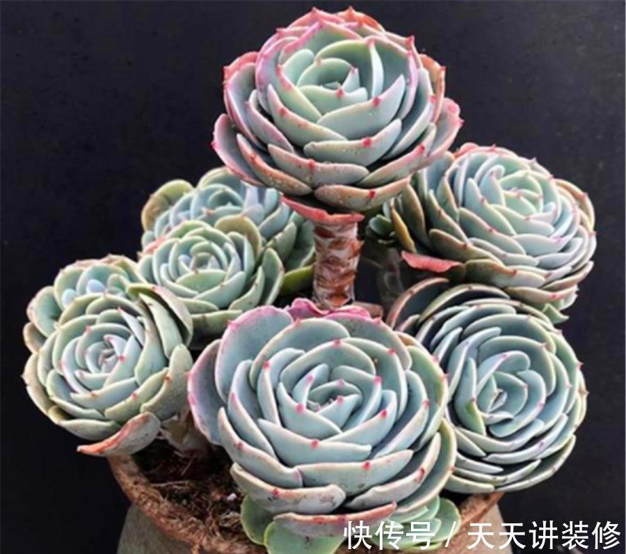 打好基础|多肉玉蝶养成老桩并不难,学会3个小技巧,杆子粗壮造型美