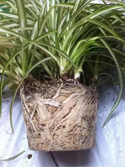 换盆少做一件事,等于白换了,养一年也不长个