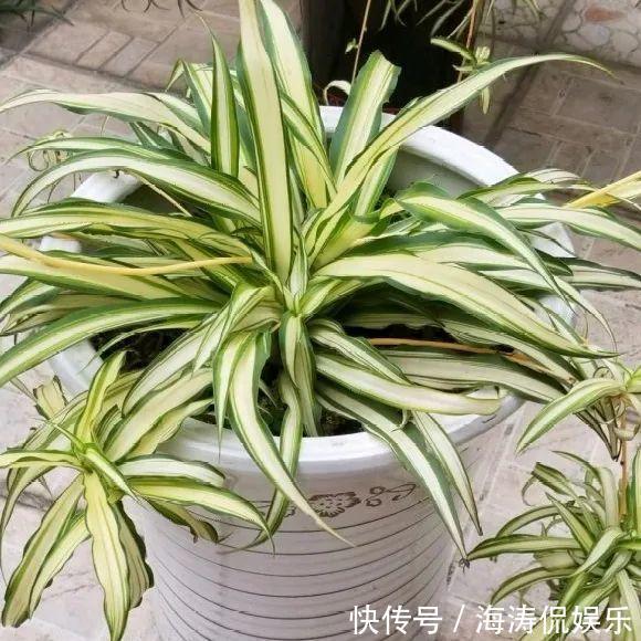 绿萝、吊兰变异了这些品种，你未必都见过！