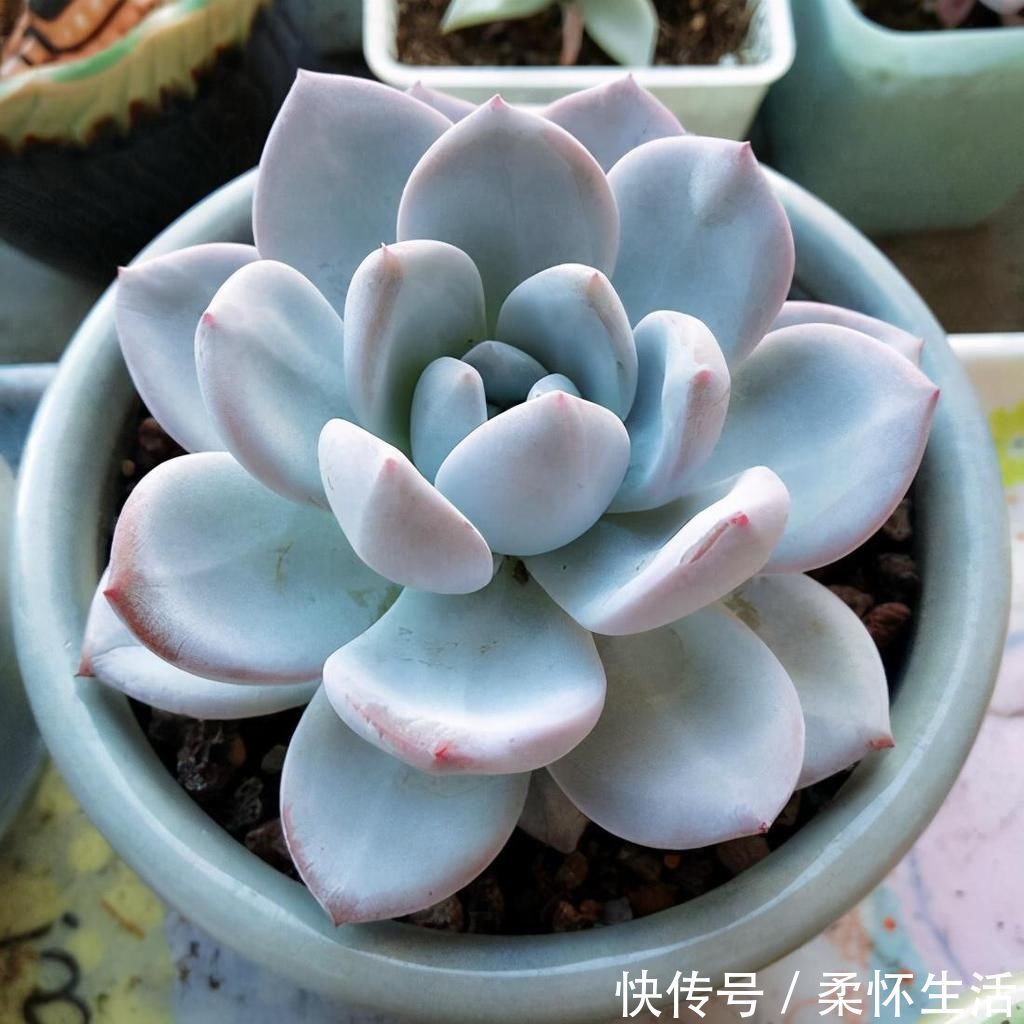 这6种花适合养在书房，提升品位观赏性强，还能净化空气提高效率