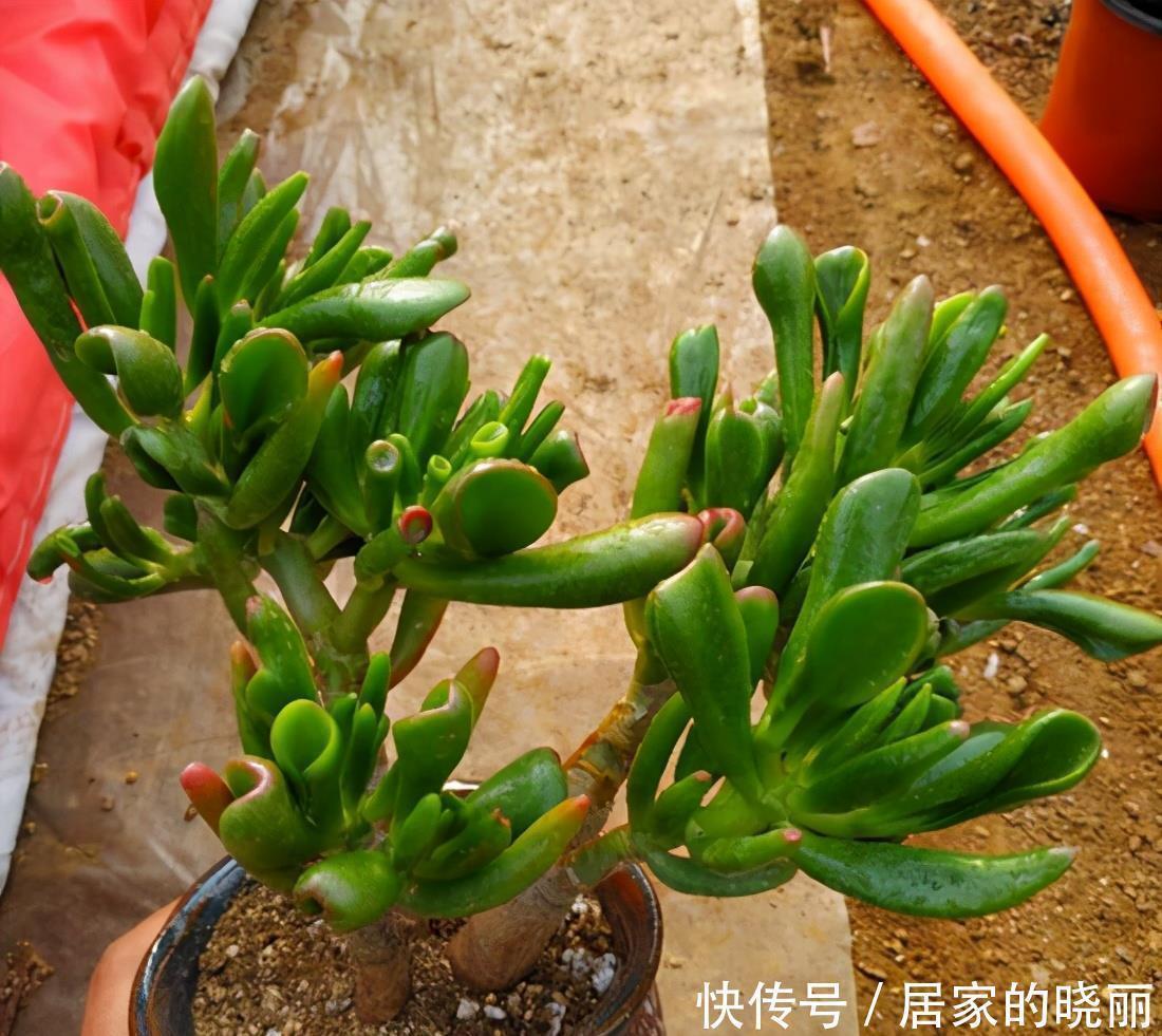 一种多肉名叫吸财树,叶形奇特还会变色,冬天用对方法还能爆盆