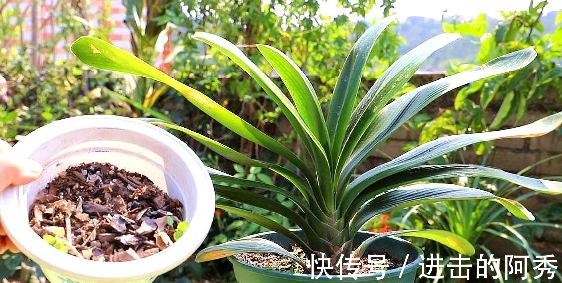 20种“坑人花”,真的很难养,没有三五年的养花经验,别入坑