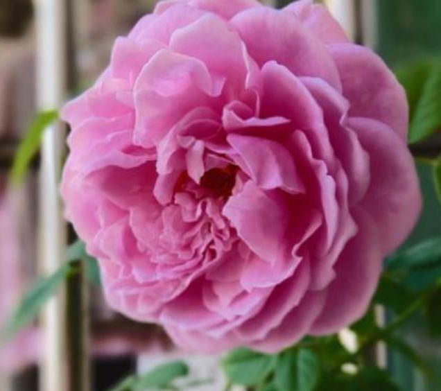 4种花高贵优雅,看了就让人沉醉,好养漂亮,一开花就停不下来