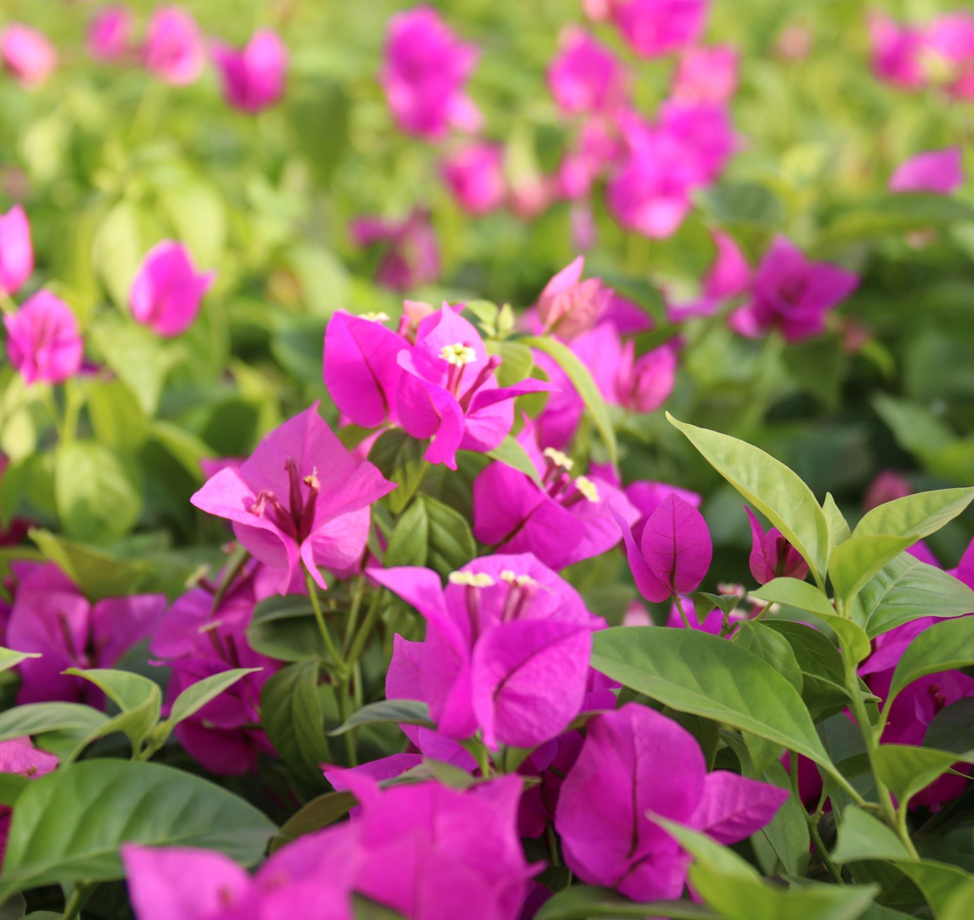 耐寒的4种三角梅，漂亮又勤花，严寒天气也不怕，花朵呼呼开爆盆