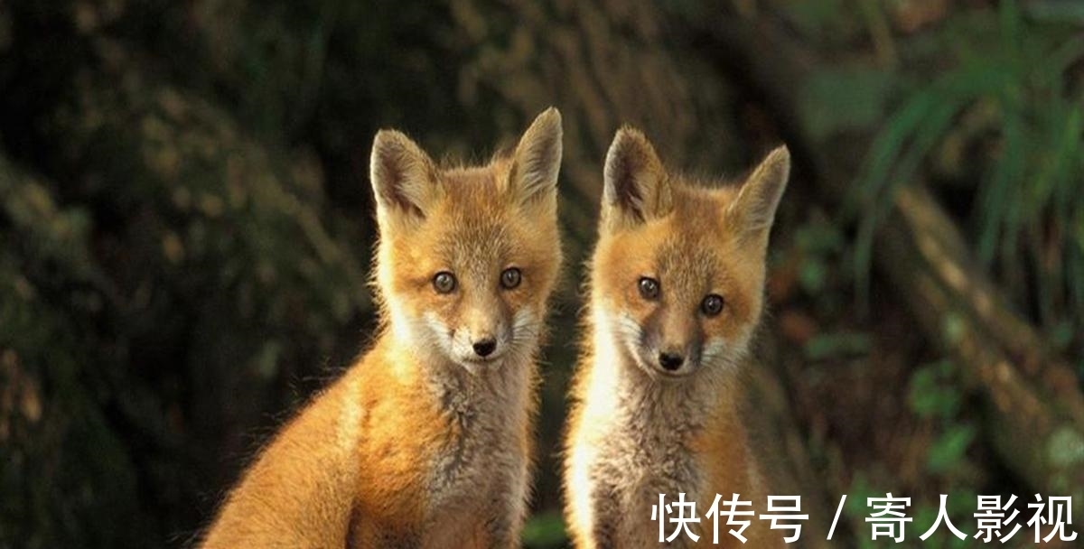 胡修&两只狐狸勤劳修炼 神仙却对他们说:只有一个人可以成仙