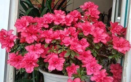 营养土|花盆里垫点这东西,营养土都不用买,养花全年不烂根