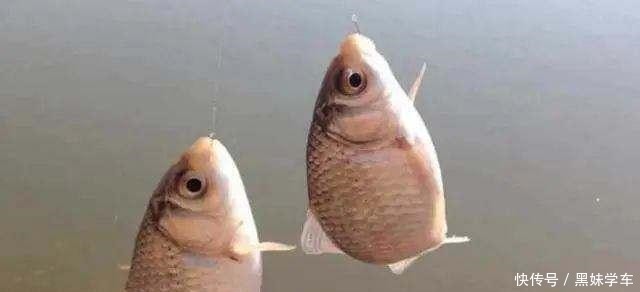 鱼类|钓鲫鱼为何不出现“钝口”难道是钓钝了