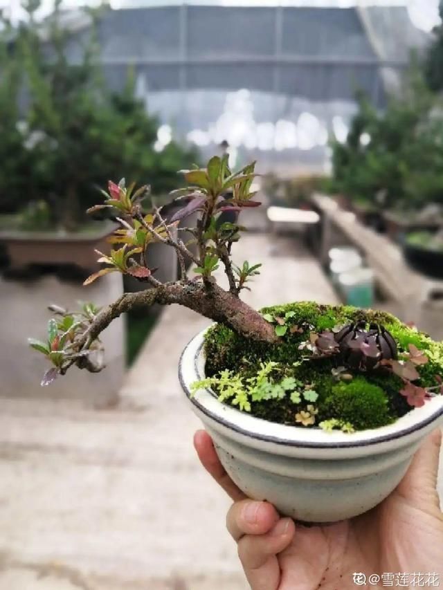 花盆里|农村不起眼的树,挖一棵做盆景,比买得还要好看