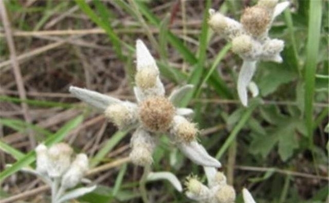 火绒草|农村山里的一种罕见野草,不仅可以吃,还能卖出60元一斤的高价