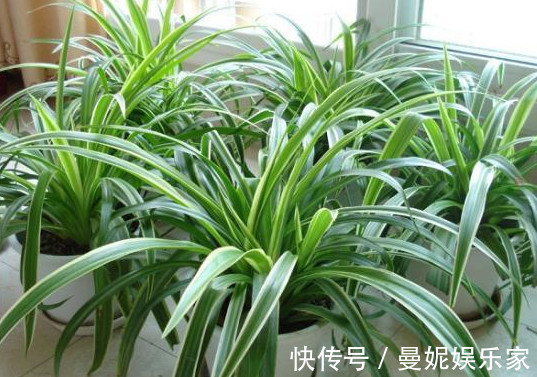 吊兰|吊兰养不好记住关键这点,不干尖不烂根,轻松爆盆,长满小吊兰