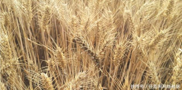  丰收|俗语“冬雪一层面，春雨满囤粮”，老农说能测来年收成，靠谱吗