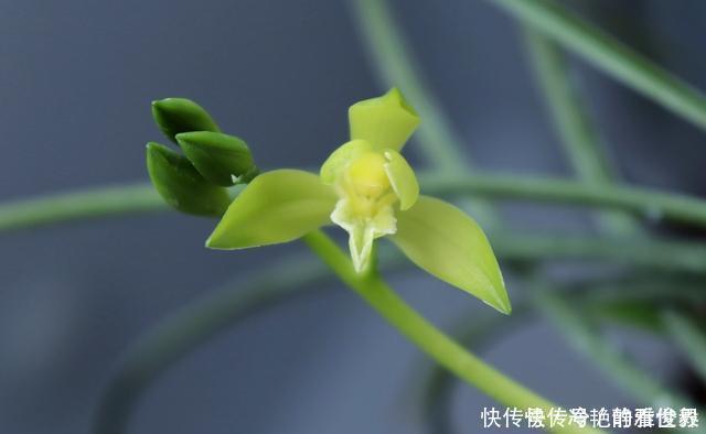 哪种兰花香,怎样才能买到比较香的兰花?3点建议,选到香兰不难