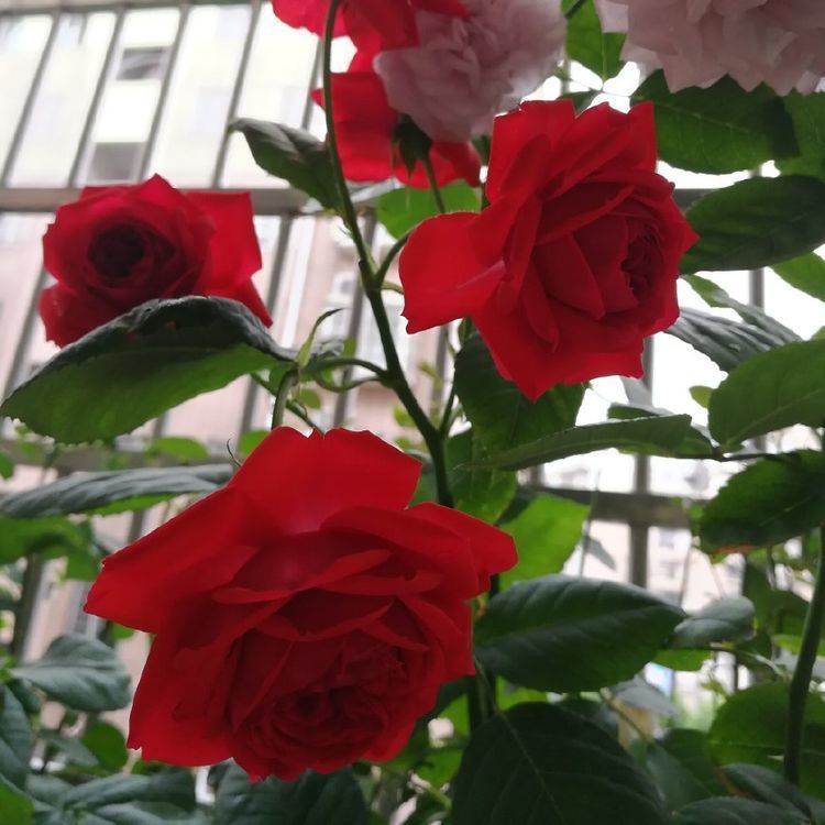 自带“贵气”的几种花,花叶俱美,养盆放阳台美极了