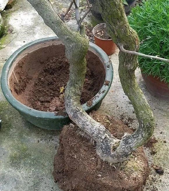 长寿花换盆,切忌越换越大,一直用小盆养才好!