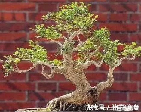 2种树很常见，学会养护要点，做成盆景大变样，5年养成万元树