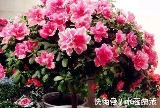 家家都有的垃圾，抓一把掺盆里，养花十年不烂根，开花爆盆挡不住