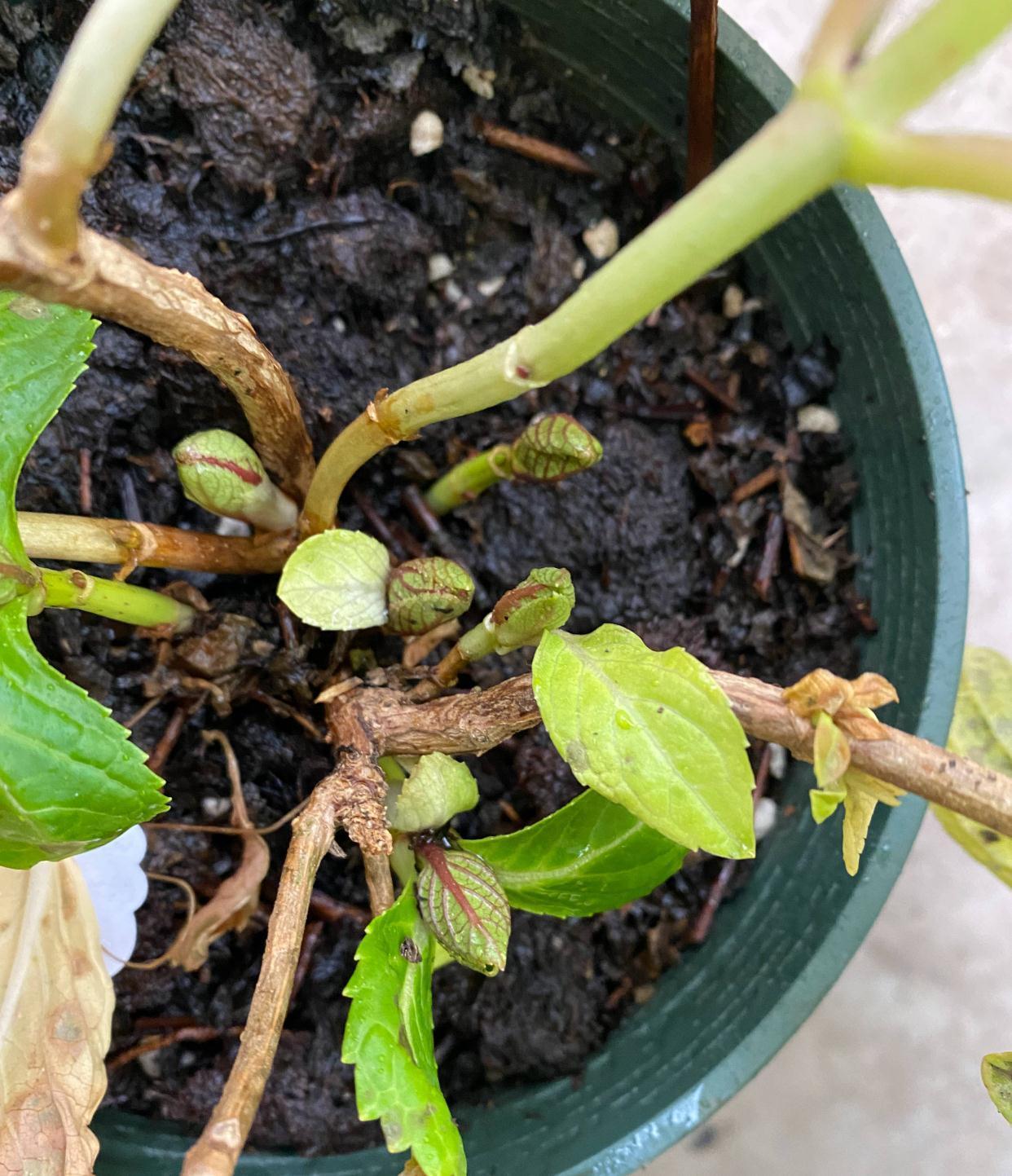 绣球的过冬准备,做好2点,来年发芽更多、开花更多、旺盛惊艳