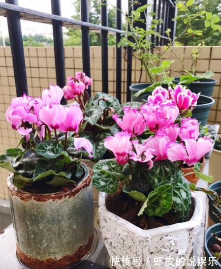 秋冬室内养花,2个要点要牢记,不然花花黄叶难过冬,别大意