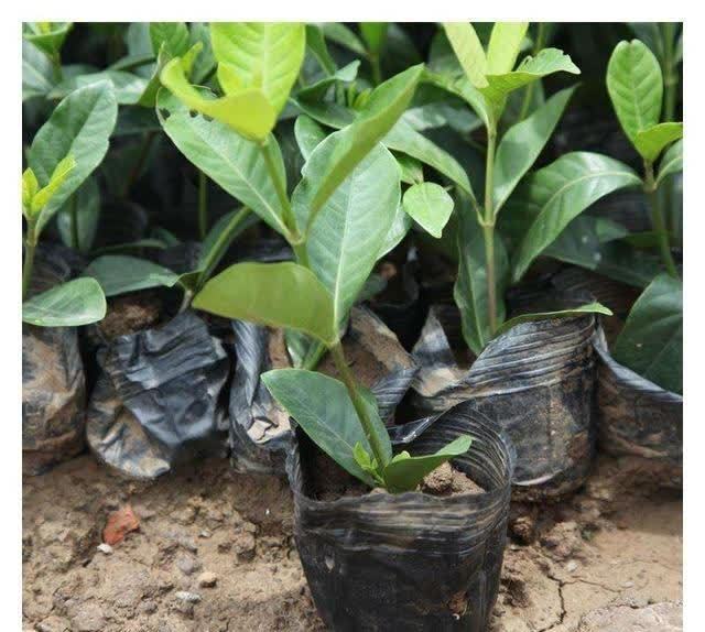 公认难养活的花,你可别轻易买,别中了商家的“邪道”,白花钱