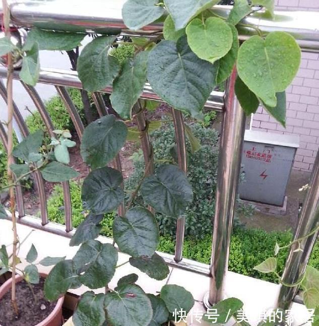 此两种水果种阳台,一根枝条就能种,果子多的压弯枝,想吃就摘