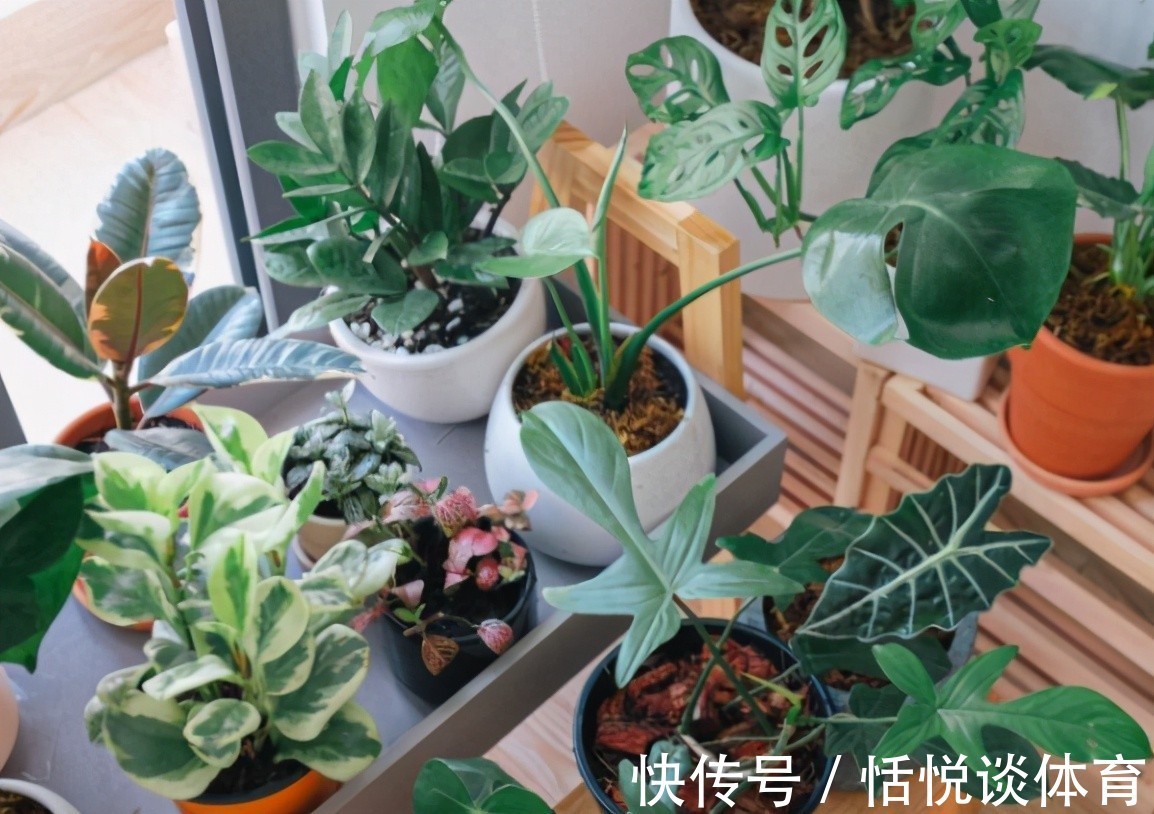 自来水|养花浇了这3种水,结局轻则伤根枯叶、重则浇一盆挂一盆