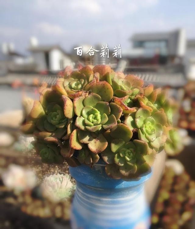 【多肉盛宴】你还傻傻的分不清法师品种吗百合莉莉属于法师