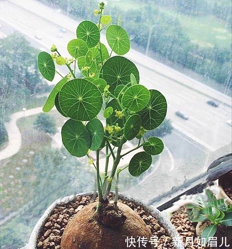 花卉|4种“富贵花”能活一百年,家里养一盆,留给下一代,越来越值钱