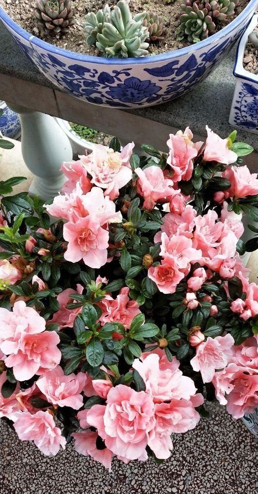 这花真是太难养了,买一盆死一盆,新手还是要谨慎!