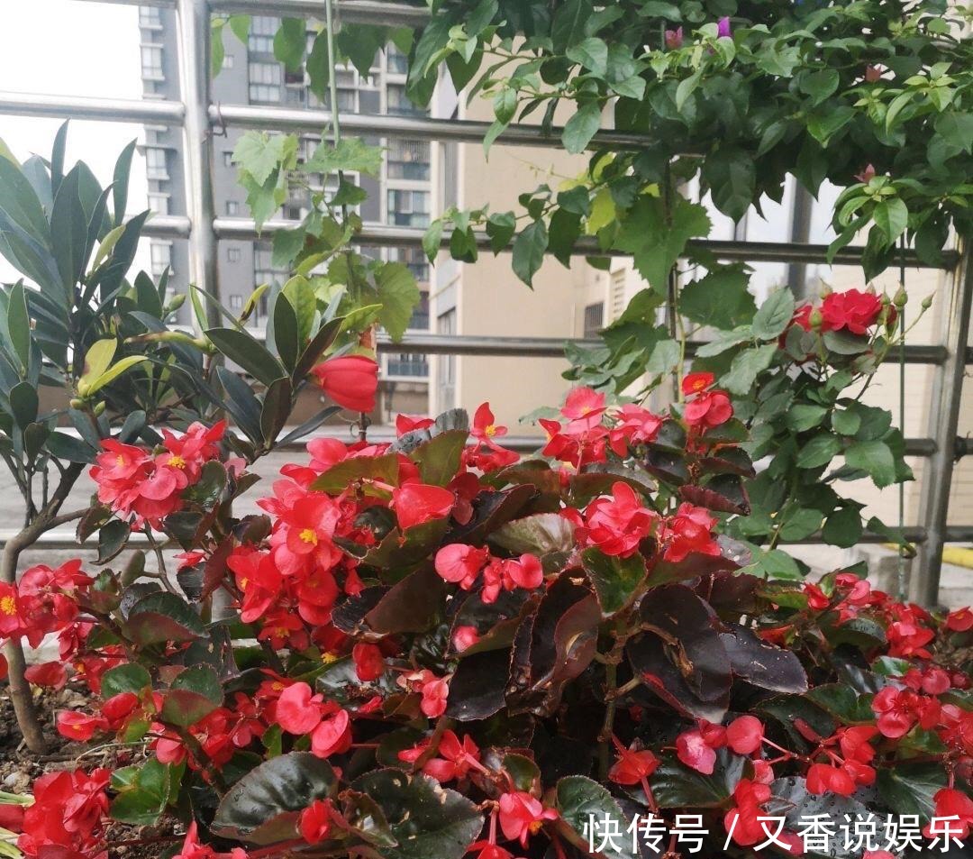  开花|这“4种花”，一年四季开花，非常好养活，非常“爱开花”