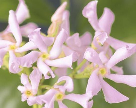 桂花|别养桂花了此花浇水就活,一年花开180天,家里种2棵特别香