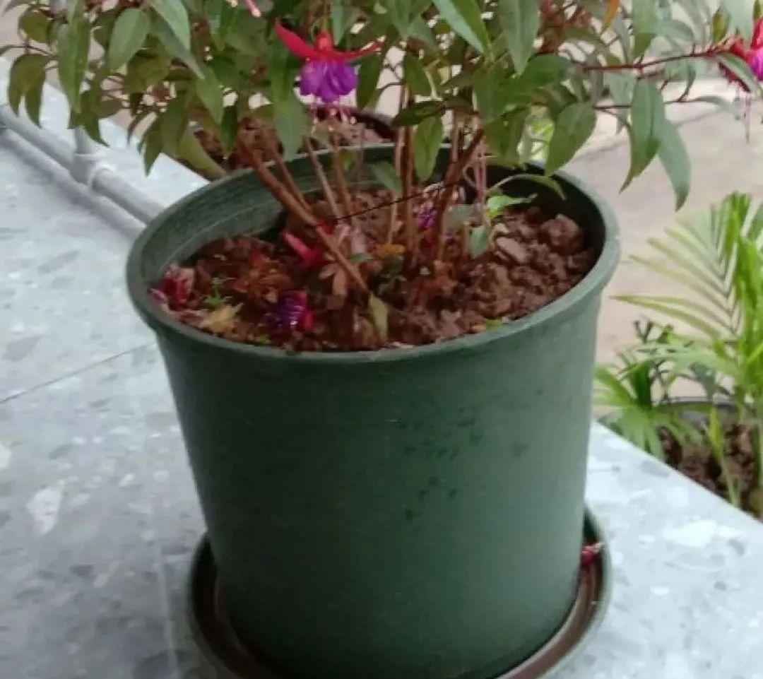 家里养了月季,花后使劲剪,越剪越开花,真省心