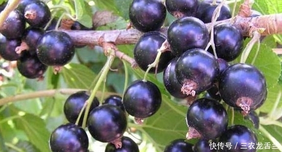 黑加仑|农村山上一种野果可以降血压,专家瞅了眼,营养价值高,30一斤