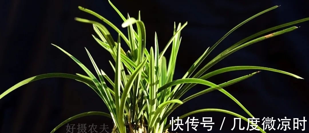 用什么可以去掉腐叶土里的虫？兰友：1块钱就解决