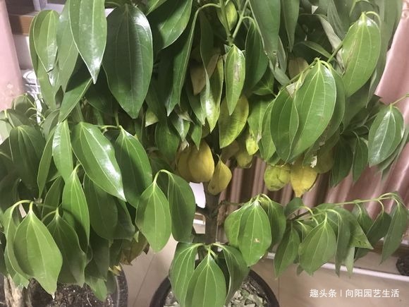 养花的5个“坏习惯”,你中了没,赶紧改掉,否则仙人掌都能养死