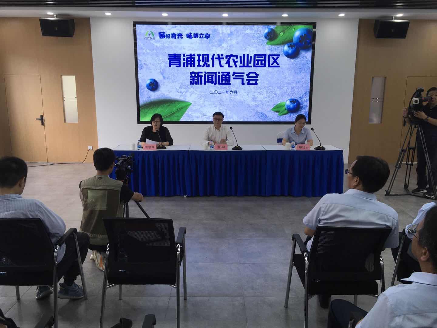 农业园区|蓝莓熟了！上海这个区新办蓝莓采摘季嘉年华，“看着好看、吃着好吃”