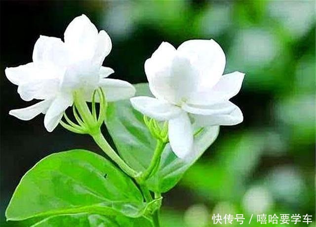 5种比香水还香的盆栽花卉,开花漂亮香气浓郁,人称“香水之王”!
