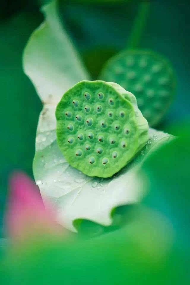 白萝卜|颈椎病的你,可别再愁了,只需3招,就能远离疼痛、手麻!