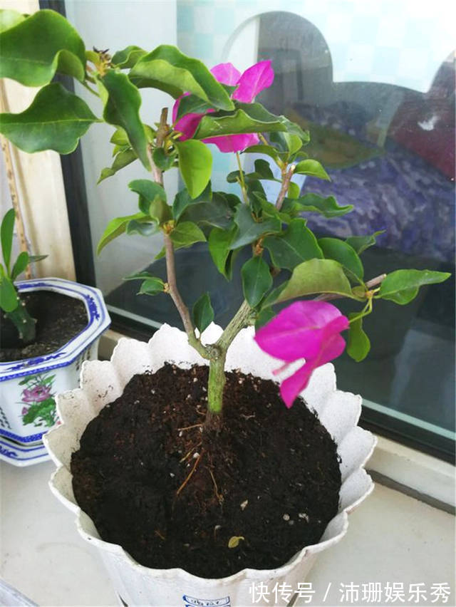 玉树|5种花“扦插”正当时,天气转凉利于生根,喜欢别偷懒