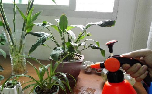 如何判断花卉缺水？教你一个小技巧，浇花不黄叶不烂根！