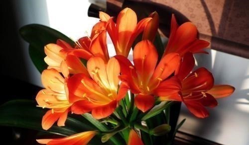 君子兰|养君子兰,“深盆”好,还是“浅盆”好选错了,不长叶,难开花!