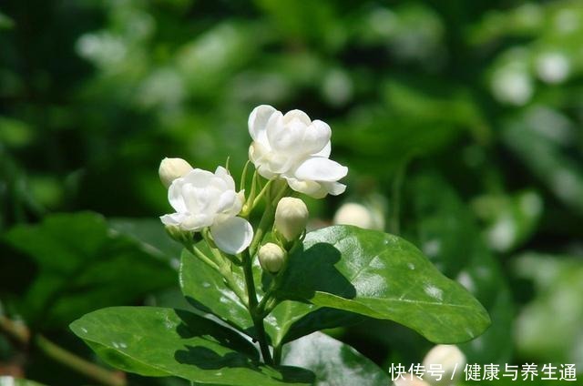 茉莉想多窜芽土里加“一料”,猛窜芽叶绿如绿,开出层叠群花!