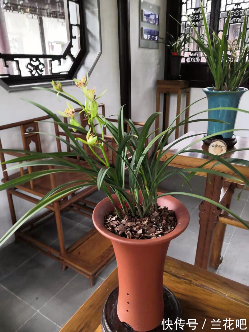 我找到了兰花植料的感觉，不同情况，不同的配方